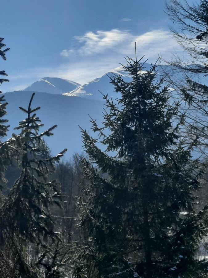 Pensiunea Vinatur Porumbacu de Sus Exteriér fotografie